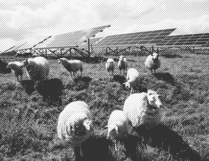 Klimaneutral, Schafe grasen neben einem Solarfeld