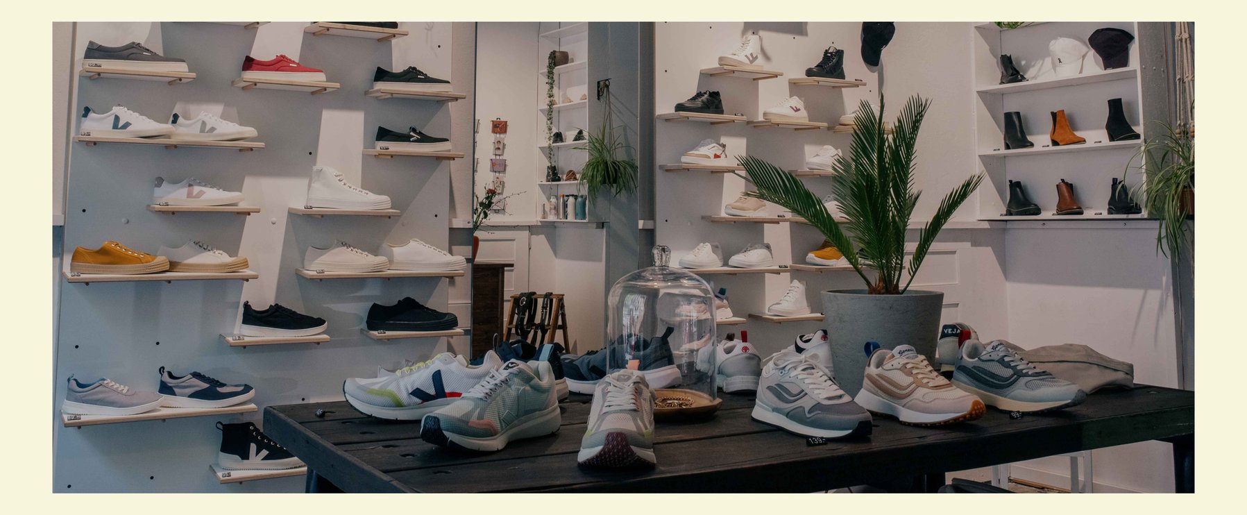 Eine Schuhladenauslage mit verschiedenen Freizeit-Sneakers auf Holzregalen und einem Tisch, in der Mitte steht eine Topfpflanze.