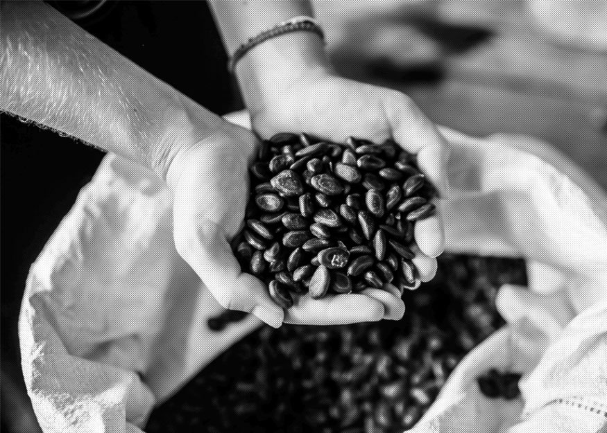 Hände halten eine Handvoll dunkler Kaffeebohnen über einem offenen Sack. Im Sack darunter sind weitere Bohnen zu sehen. Schwarzweißbild.