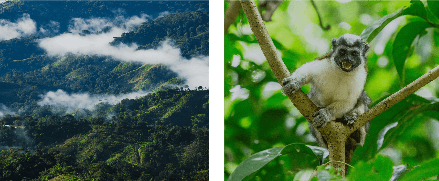 Links: Saftig grüne Berge mit dahinziehenden Wolken. Rechts: Affe auf einem Ast in einem Wald.