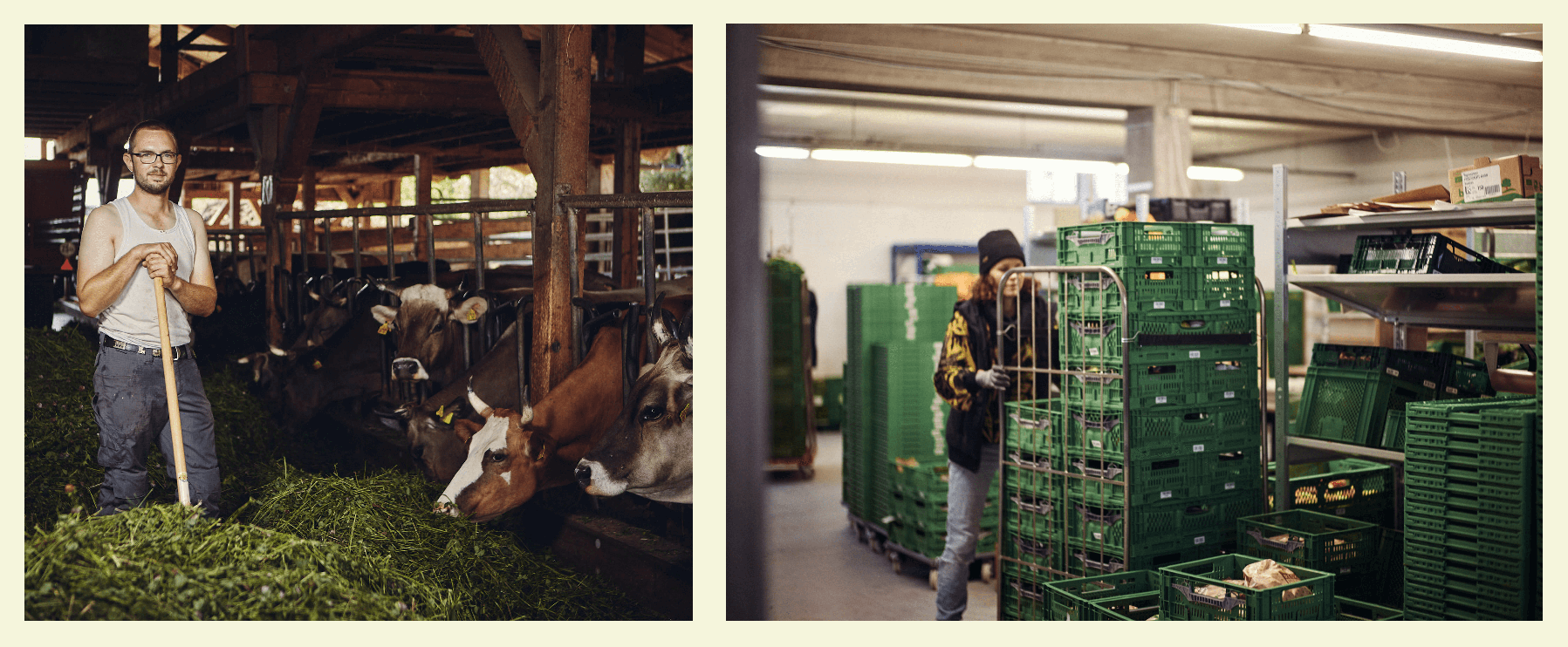 Links: Eine Person steht neben Kühen, die in einem Stall Gras fressen. Rechts: Eine Person bewegt Kisten in einem Lagerbereich voller grüner Kisten.