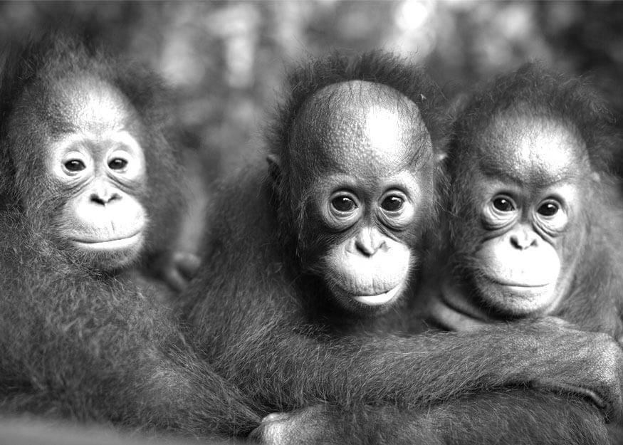 3 Orang Utans schauen in die Kamera